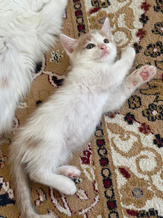 Отдам в добрые руки очаровательных котят мальчиков