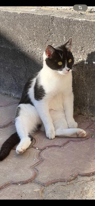 Котенок 6 месяцев