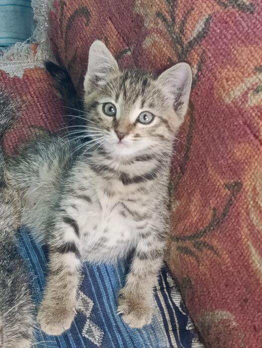 Котенок мальчик в добрые руки