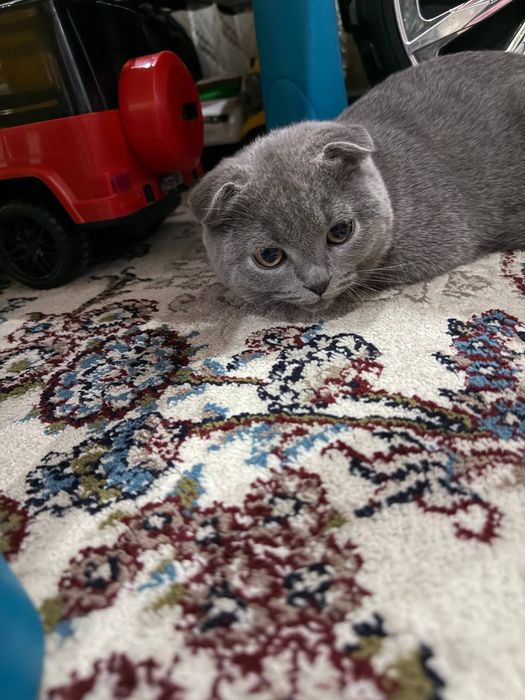 скотиш  фолд кошки