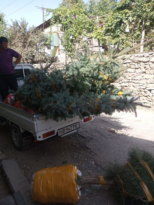 Galuboy yel  Va boshqa har xil Sovuqqa chidamli oʻsimlik va gullar