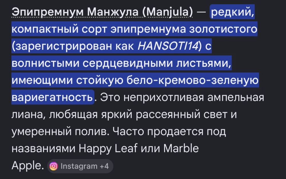 Эпипремнум манжула