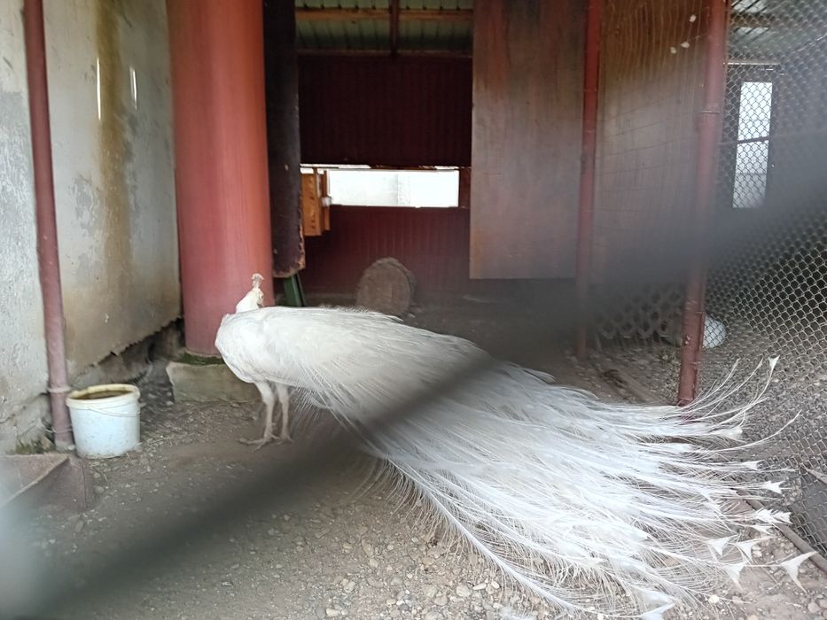 Pauni alb matur de vanzare