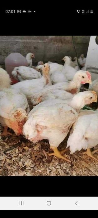 Avem pui rasa mixta pui alb de carne