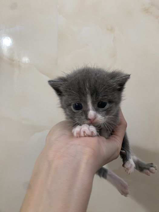 Котята Девочки отдам  в добрые руки