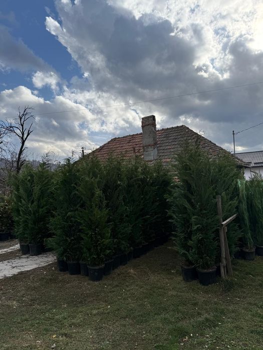 Laura englezesc leylandi chiparos