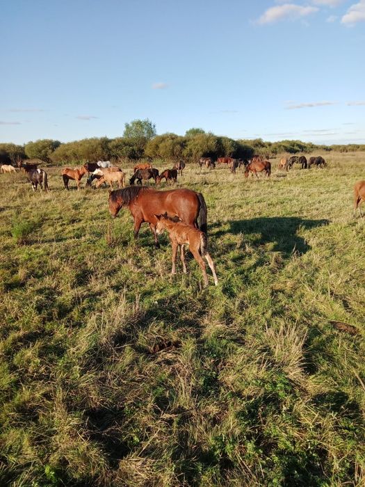 Продам срочро Бие с жеребенком