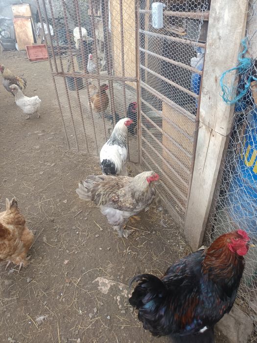 gaini brahma Cocosi brahma ,Oua din gainile din poze brahma ,motate ,paduana strumsky batan
