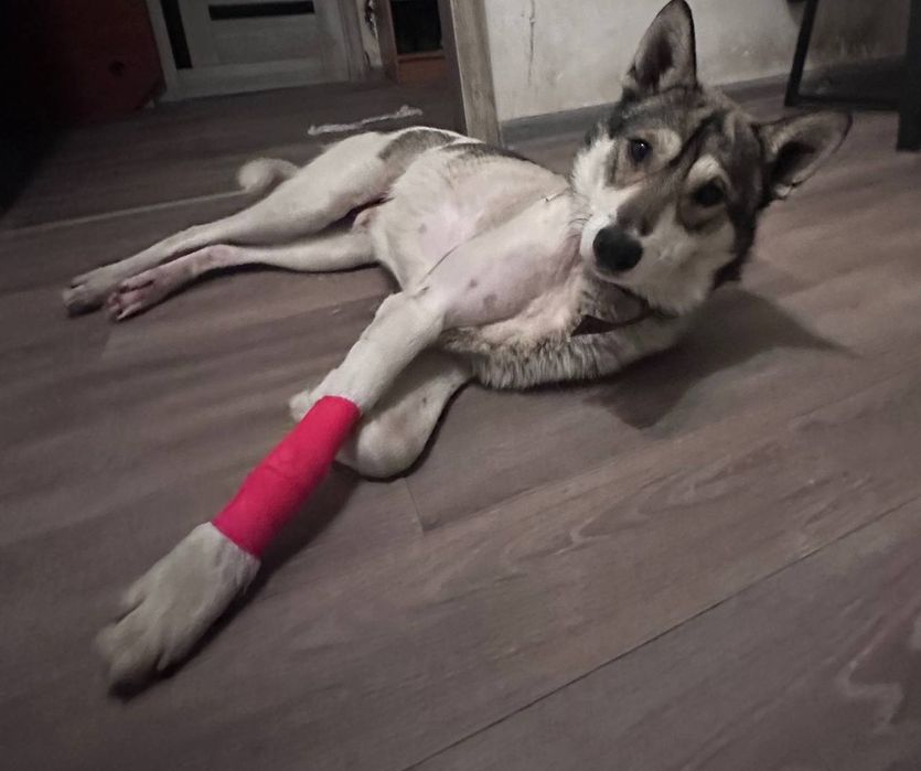 Пёс в добрые руки