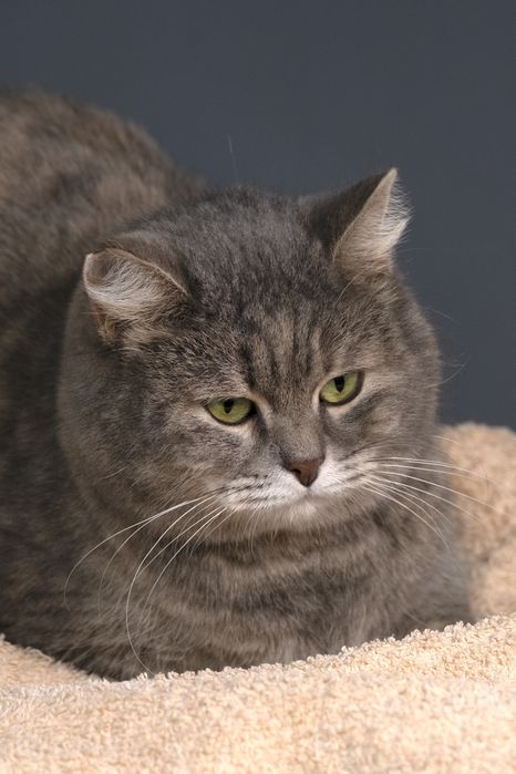 Кошечка Нюша в поиске дома.