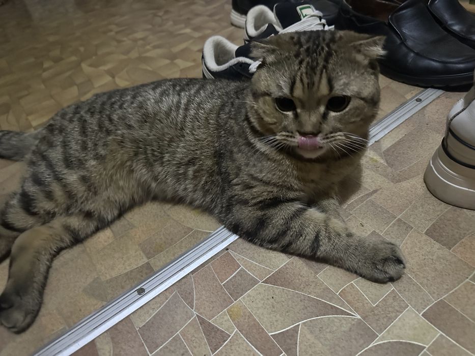 Вязка кота британец