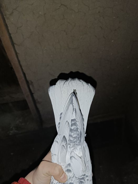 Продается иранец голубка кокбас