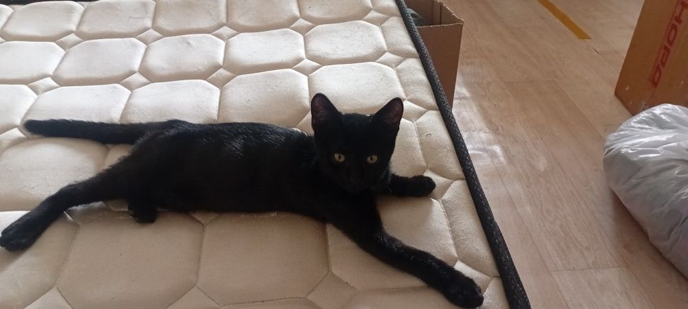 Короткошерстный, молодой кот