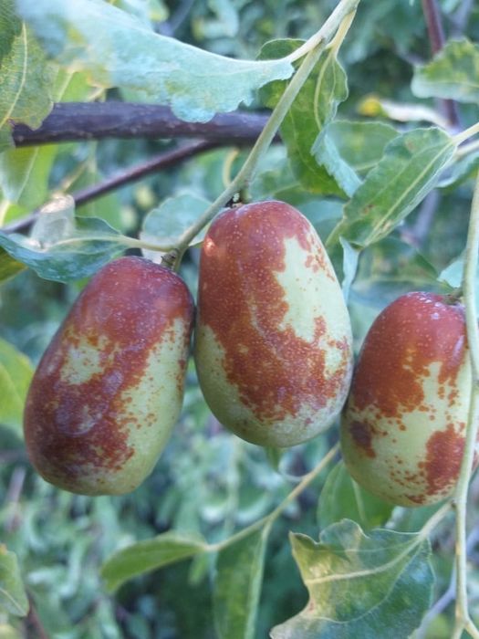 Pomi Fructiferi Exotici (Curmal Chinezesc )