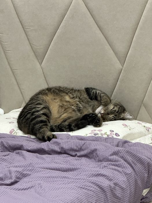 Кот домашний Симба 5 лет