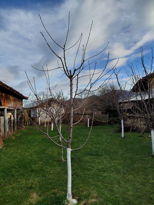 Резитба на овошки лозя асми и др. 2лв по договаряне