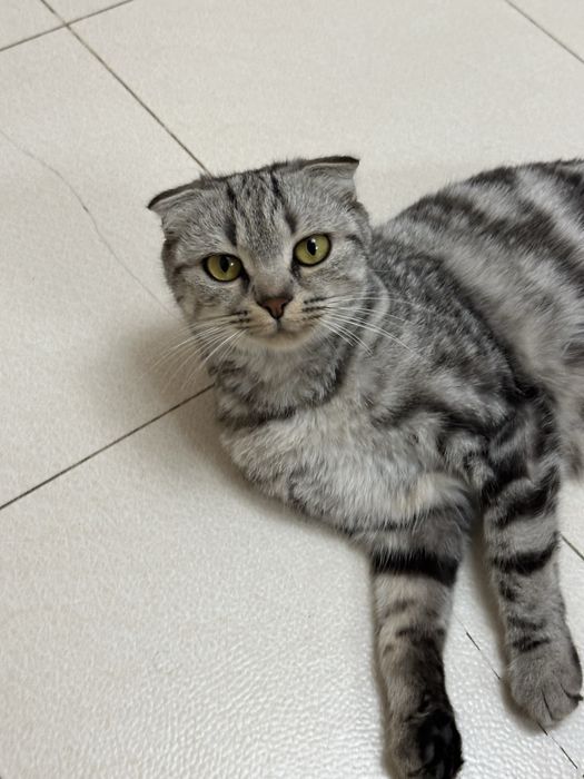 Кошка и котенкаа