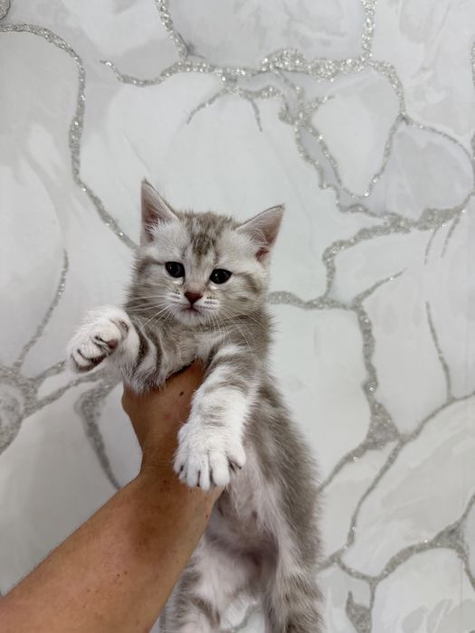 Продаются милые котята