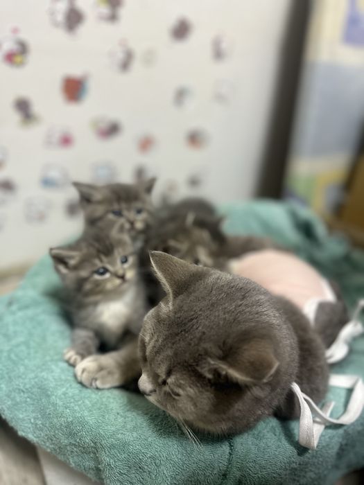 Продам британский кошку