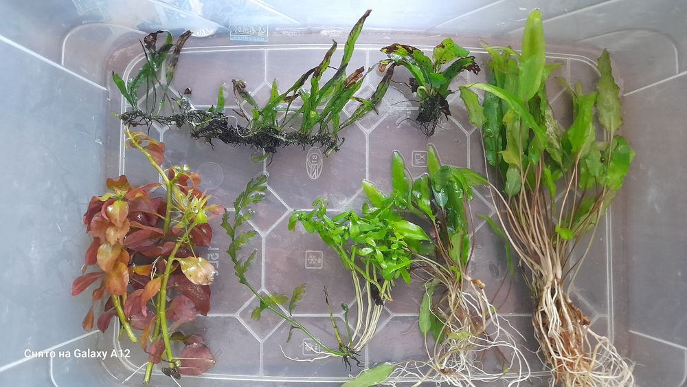 Растения продаются.