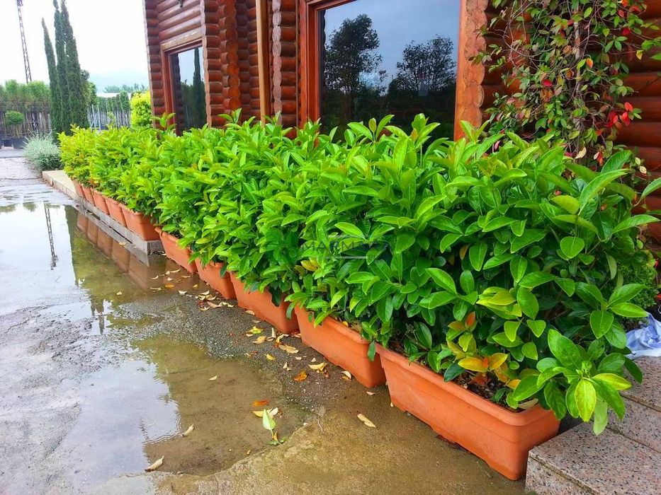 Агроном со стажем 10 лет Уход за растениями