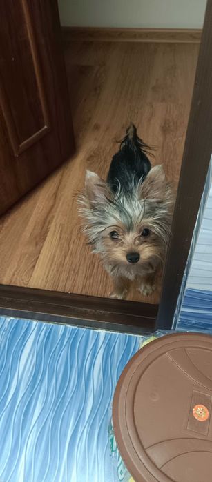 пропала собака Йорк 7 месяцев, девочка