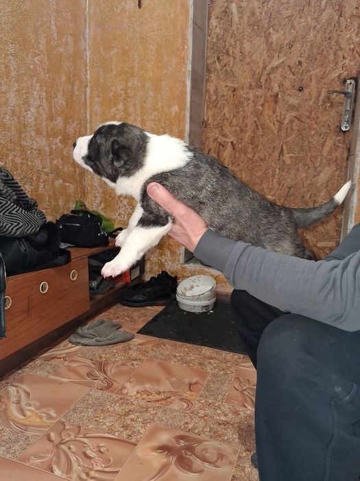 Щенки САО (алабай)