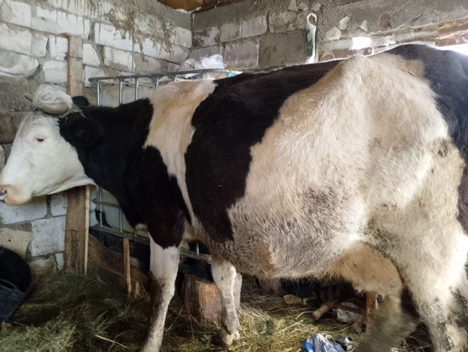 Vand vaca gestanta hn 8 luni