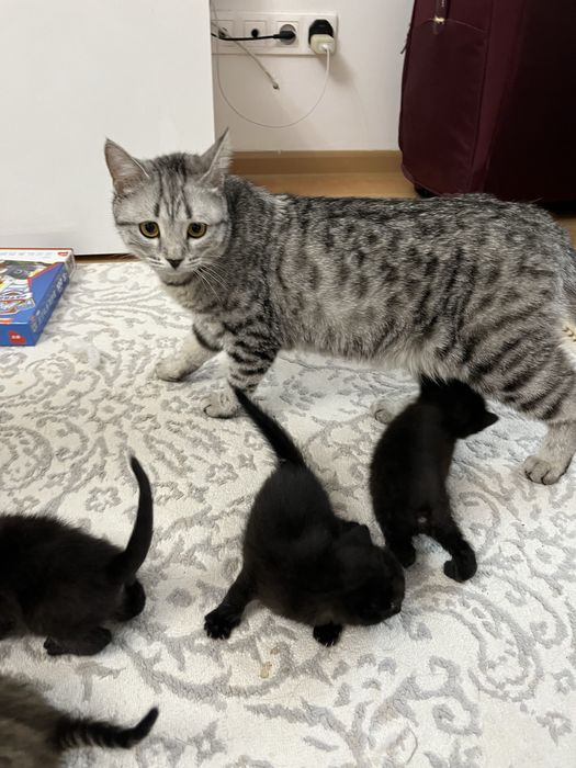 В добрые руки кошка бесплатно