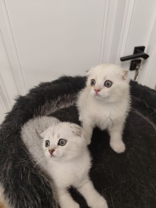 Скоттиш фолд мальчик и девочка.