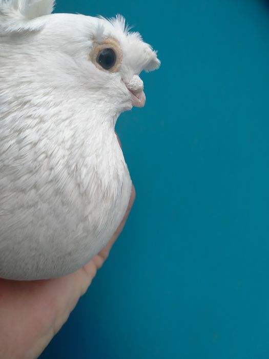 продаётся пара белых на игру