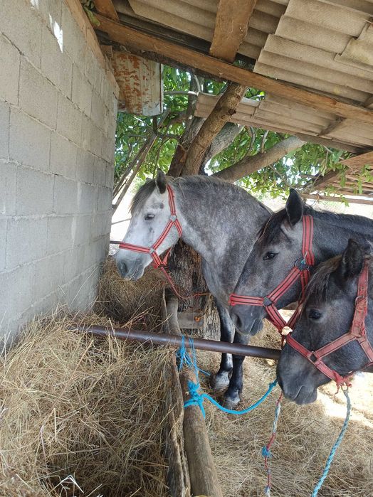 De vânzare pereche de mânze de 1 an și 2 luni sau schimb.
