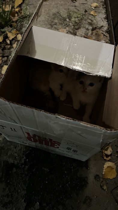 Отдам котят в добрые руки