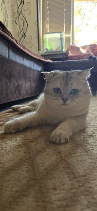 Не продаётся. Кот на вязку.