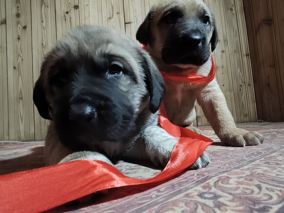 Щенки две девочки и два мальчика