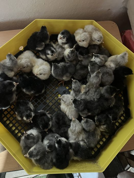 Pui si oua australorp albastru