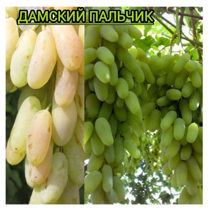 Жүзім көшеттері үш түр бар