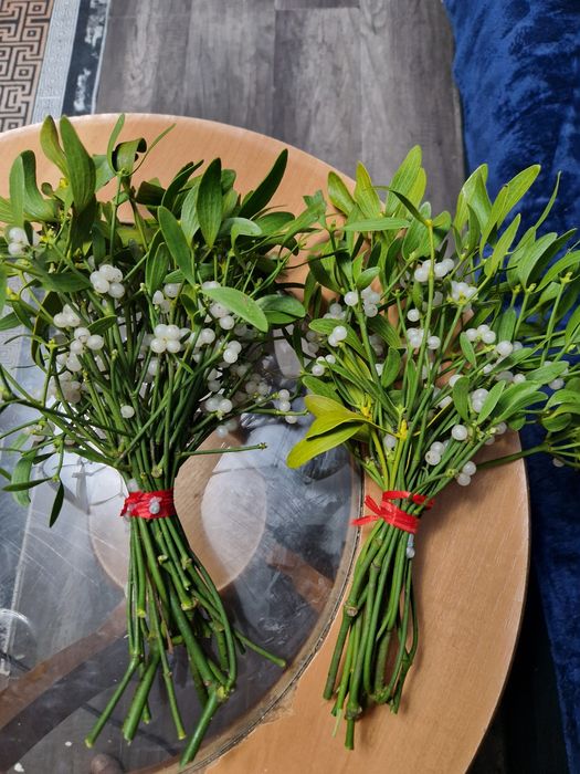 Vând vasc în cantități mari sau mici  preț 5 lei legătură..