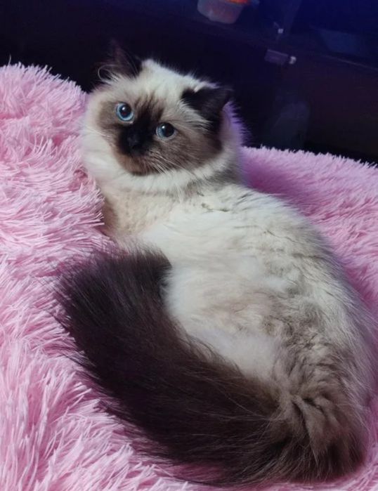 Вислоухие шотландские котята!