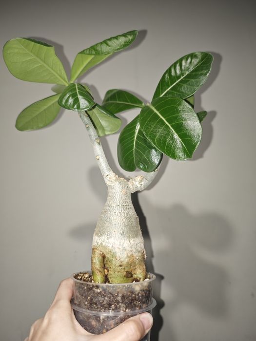 Адениумы взрослые