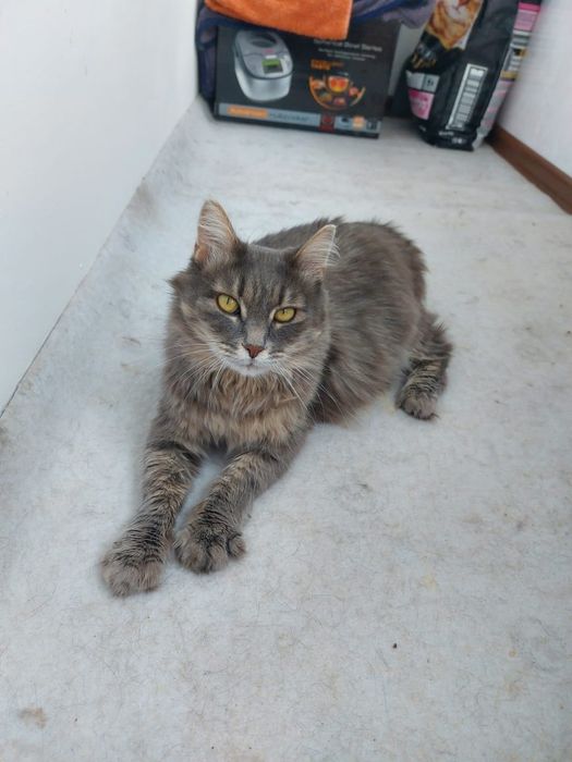 Кошка ищет доми родителей