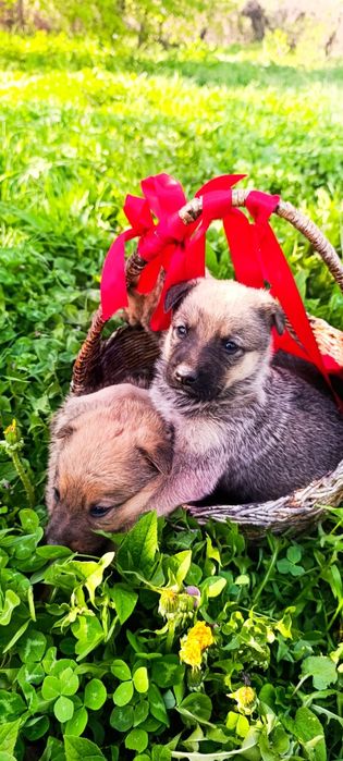 Немецкая овчарка щенки