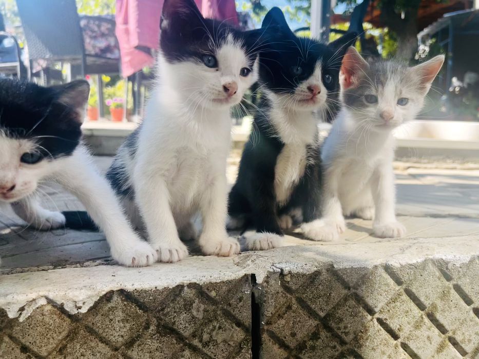 Подарявам малки котенца на  1 месец