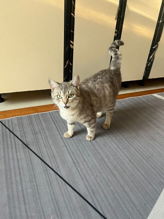 Отдам даром кошек