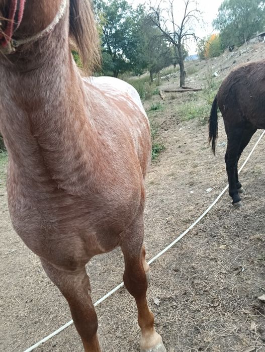 Vand manza de 1 an si 10 luni