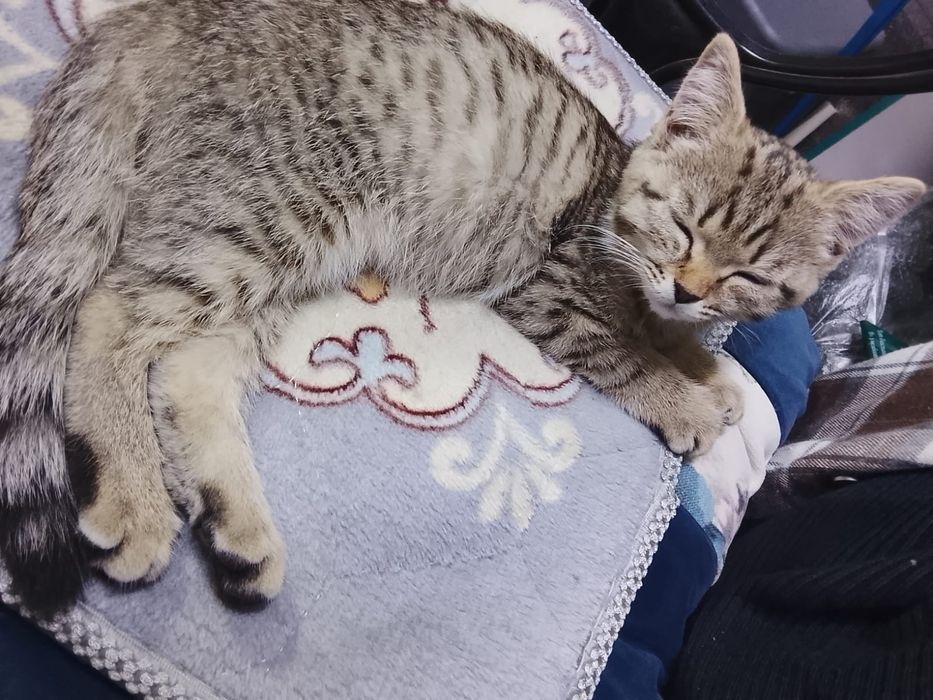 Кошечка в хорошие руки