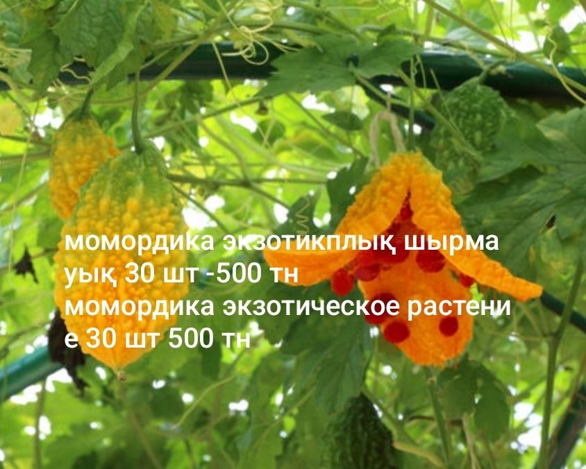 Гүлдер тұқымы, семена Цветов
