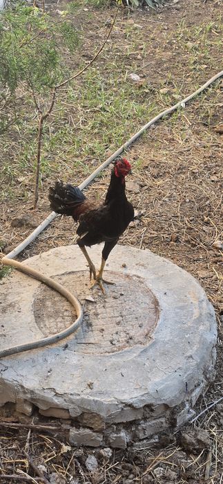 Dakan xoʻrozlar sotiladi