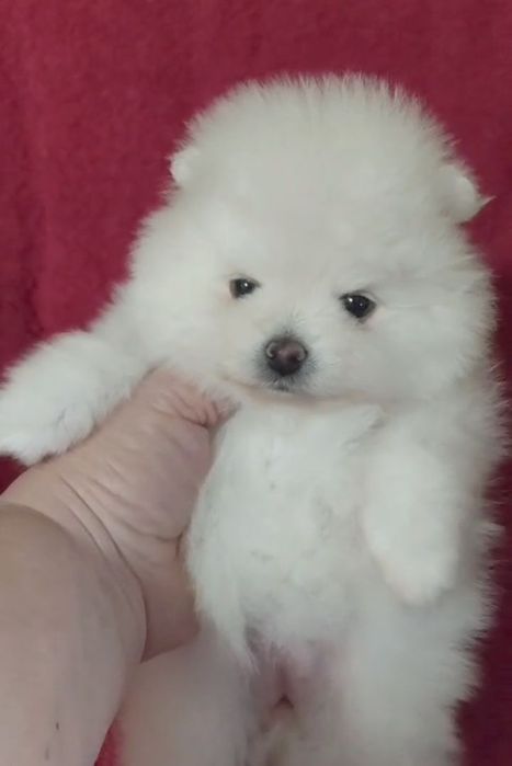 Щенки шпица мини