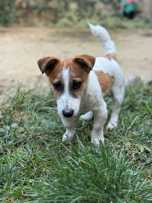Продается щенок Джек Рассел терьер мальчик 5месяцев